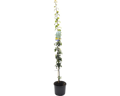 Bio Pom fructifer prun columnar autofertil FloraSelf Bio Prunus domestica 'Anja' H 130-150 cm Co 10 L