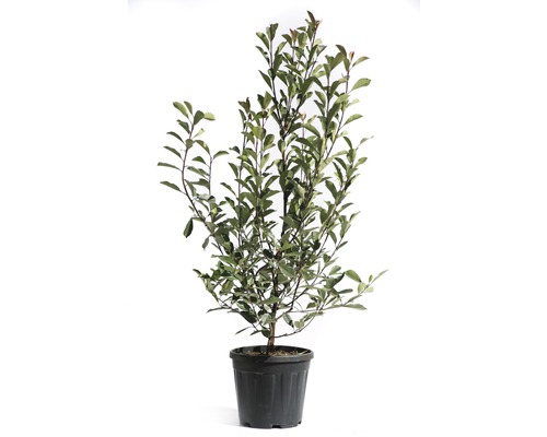 FloraSelf Photinia fraseri 'Pink Marble' H 125-150 cm Co 15 L