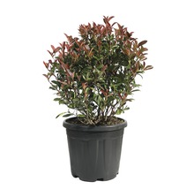 Photinia în ghiveci