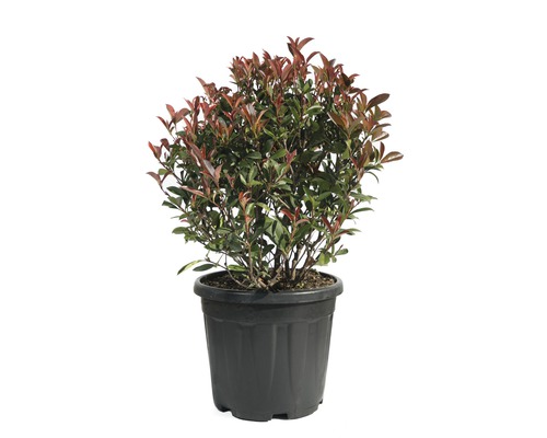 Photinia în ghiveci