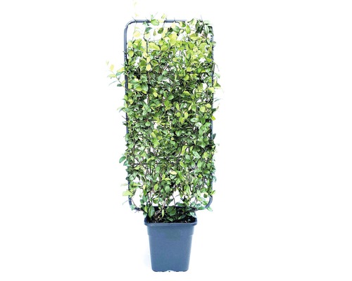 Iasomie stelară FloraSelf Trachelospermum jasminoides H 100-110 cm Co 18 L Plantă cățărătoare veșnic verde în ghiveci cu suport de cățărare