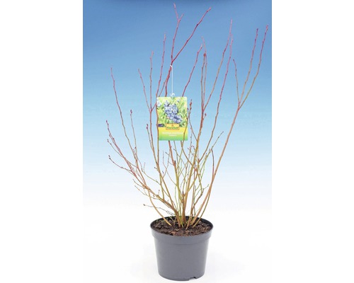 Tufă de afine într-un ghiveci