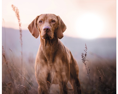 Portret al unui copoi unguresc în aer liber