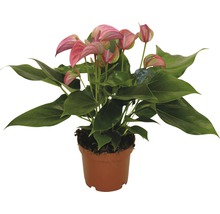 Anthurium în ghiveci cu floare roz