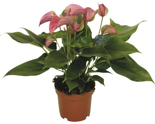 Floarea Flamingo FloraSelf Anthurium andreanum H 30-35 cm ghiveci Ø 12 cm