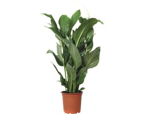 Crinul păcii FloraSelf Spathiphyllum wallisii 'Sweet Silvio' H 70-80 cm ghiveci Ø 17 cm