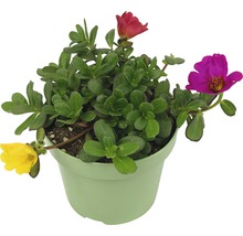 Portulaca grandiflora într-un ghiveci