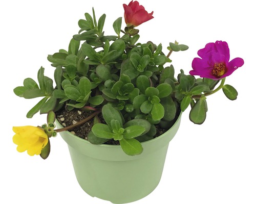 Portulaca grandiflora într-un ghiveci