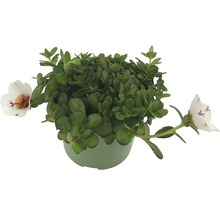 Floare de portulac în ghiveci