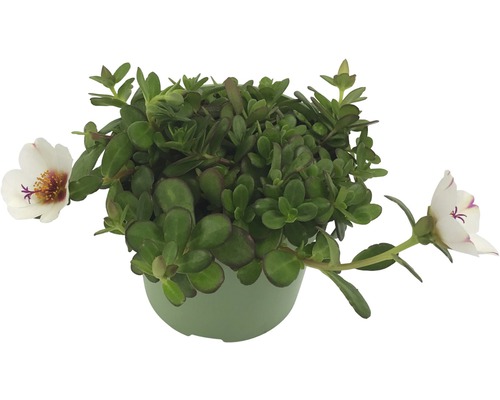 Floare de portulac în ghiveci