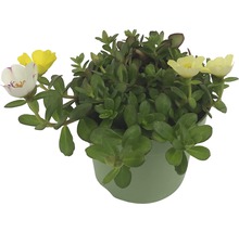 Portulacă cu flori mari în ghiveci cu frunze verzi și flori galbene și albe