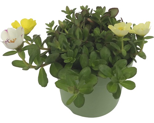 Portulacă cu flori mari în ghiveci cu frunze verzi și flori galbene și albe