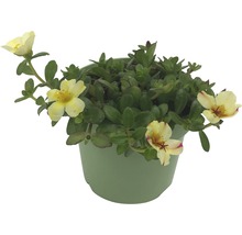 Portulaca grandiflora în ghiveci