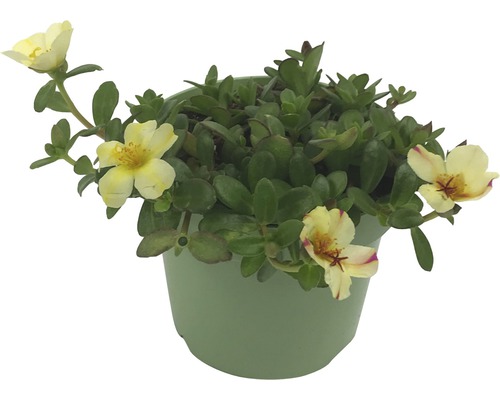Portulaca grandiflora în ghiveci