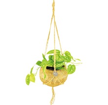 Plantă suspendată într-un ghiveci de nucă de cocos cu suspensie pe sfoară