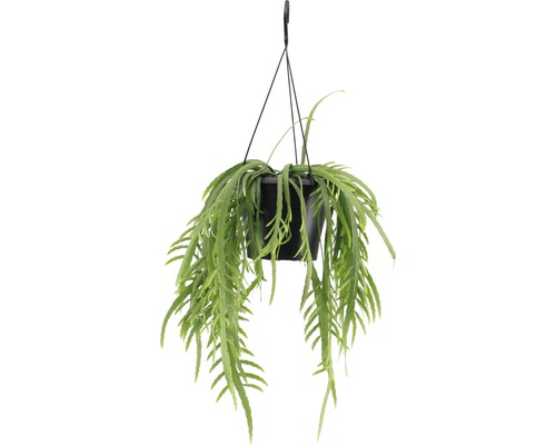 Plantă suspendată cu frunze verzi într-un ghiveci negru Plantă suspendată cu frunze verzi într-un ghiveci negru