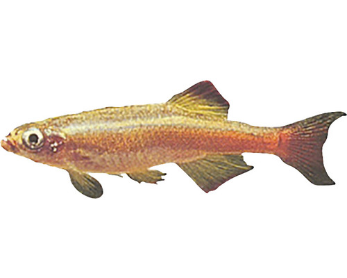 Peștele Nor Alb Tanichthys albonubes M