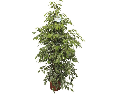 FloraSelf Ficus benjamina 'Golden King' H 120-150 cm ghiveci Ø 27 cm