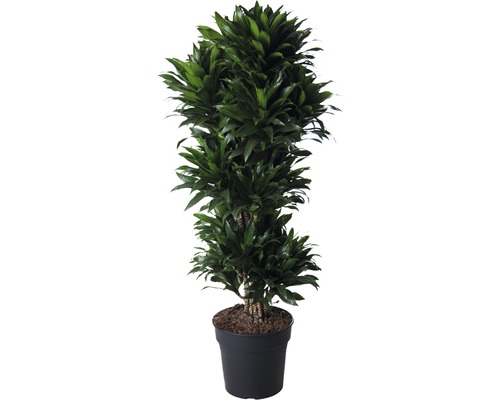 Arborele umbrelă FloraSelf Schefflera compacta H 120-130 cm ghiveci Ø 31 cm Dracaena plantă de apartament în ghiveci