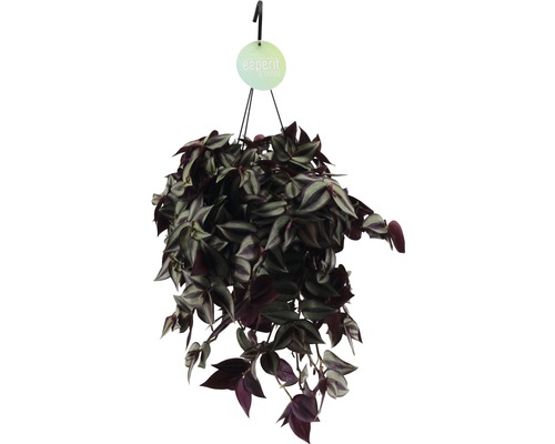 Telegraf FloraSelf Tradescantia zebrina 'Violet' H 20-25 cm ghiveci Ø 17 cm Telegraf FloraSelf Tradescantia zebrina 'Violet' H 20-25 cm ghiveci Ø 17 cm