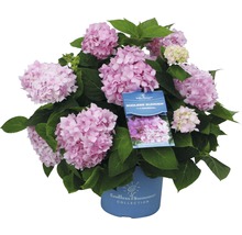 Hortensie Hydrangea macrophylla H 20-35 cm Co 5 L roz
