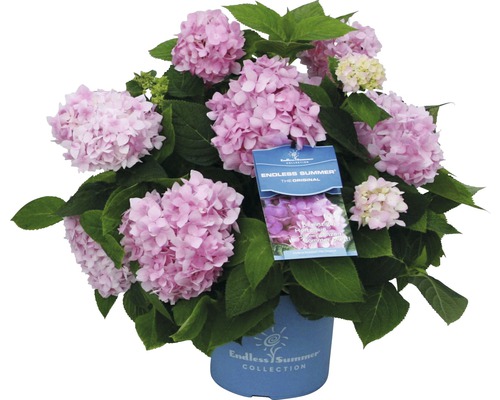 Hortensie Hydrangea macrophylla H 20-35 cm Co 5 L roz