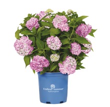 Hortensie Hydrangea macrophylla H 20-35 cm Co 5 L roz