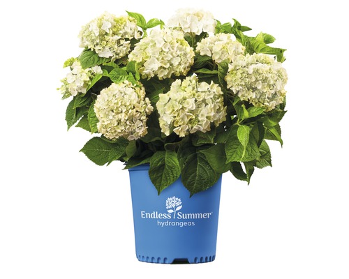 Hortensie Hydrangea macrophylla 'The Bride' H 20-35 cm Co 5 L alb