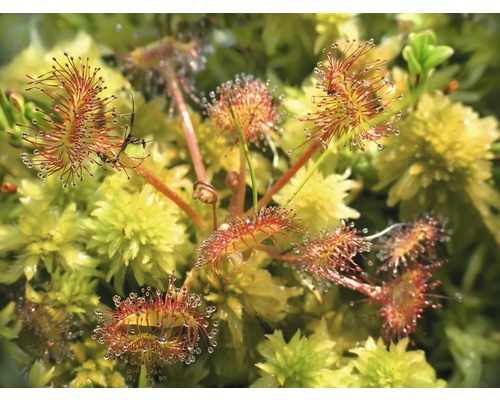 Plantă roua-cerului cu insecte