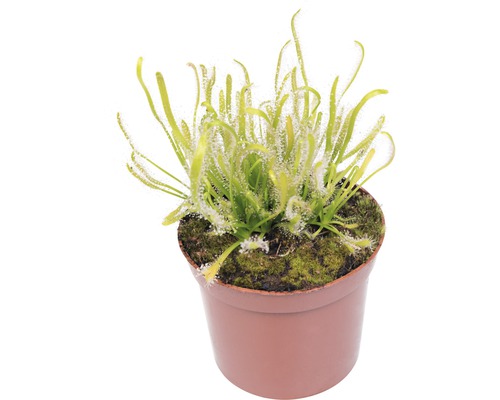 Roua cerului în ghiveci