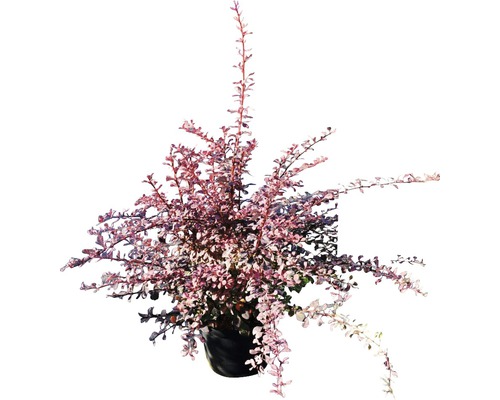 Dracilă în ghiveci