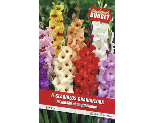 Bulbi Gladiole 'Grandiflora' amestec