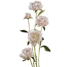 Peonia FloraSelf Paeonia lacitfolia H 15-30 cm Co 3,5 L alb-thumb-0