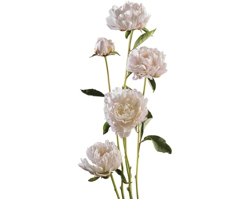 Peonia FloraSelf Paeonia lacitfolia H 15-30 cm Co 3,5 L alb