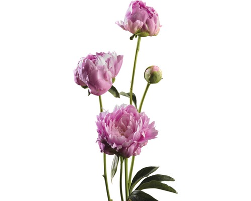 Peonia FloraSelf Paeonia lacitfolia H 15-20 cm Co 3,5 L roz deschis
