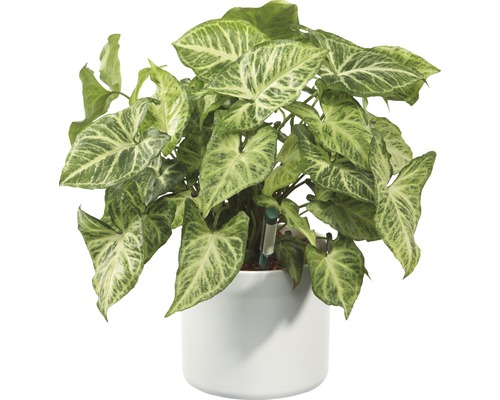 Săgeata plantei de interior în ghiveci