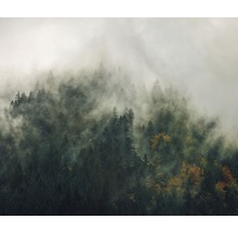 Peisaj forestier cu ceață și copaci