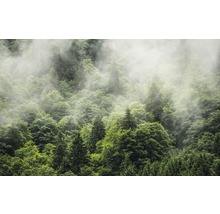 Pădure deasă cu ceață