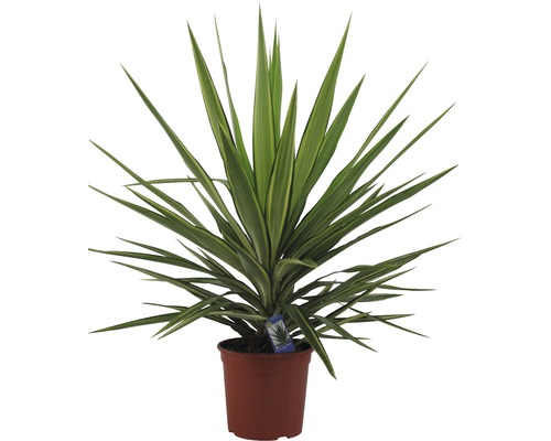 FloraSelf Yucca elephantipes H 35-45 cm ghiveci Ø 20 cm | HORNBACH