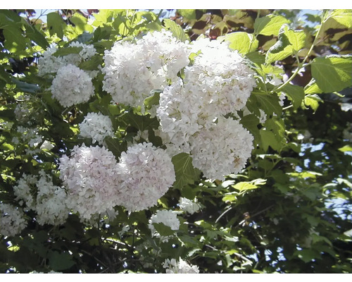 Inflorescență de călin într-o grădină