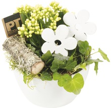 Aranjament floral cu Kalanchoe, iederă, butuc de lemn și flori decorative într-un vas alb