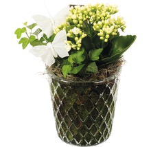 Plantă Kalanchoe în ghiveci cu fluturi și iederă