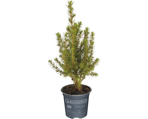 Chiparos în ghiveci Chamaecyparis lawsoniana 'Ellwoodii' H 30-35 cm Co 0,5 L Ghiveci cu molid