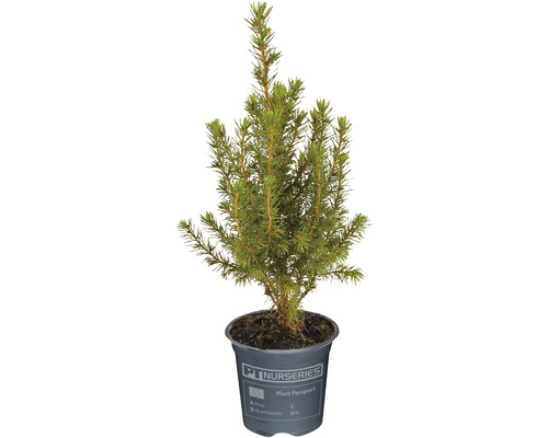 Chiparos în ghiveci Chamaecyparis lawsoniana 'Ellwoodii' H 30-35 cm Co 0,5 L