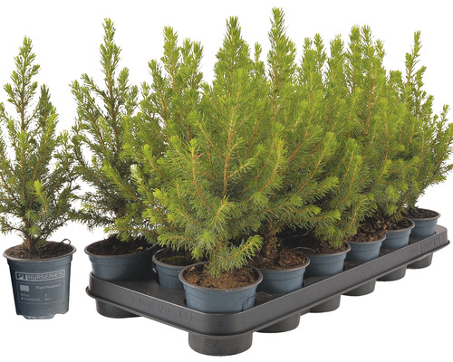 Mai mulți chiparoși în ghivece pe un palet