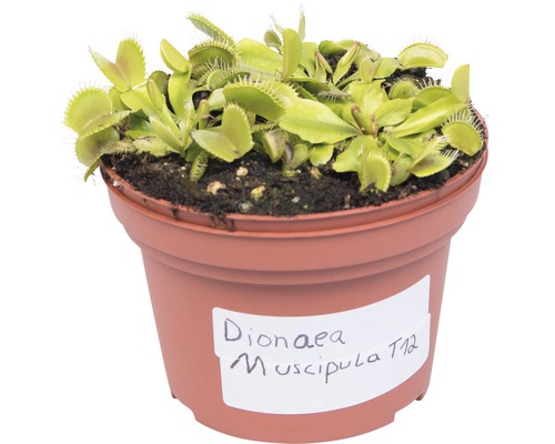 Venus Flytrap în ghiveci, plantă carnivoră