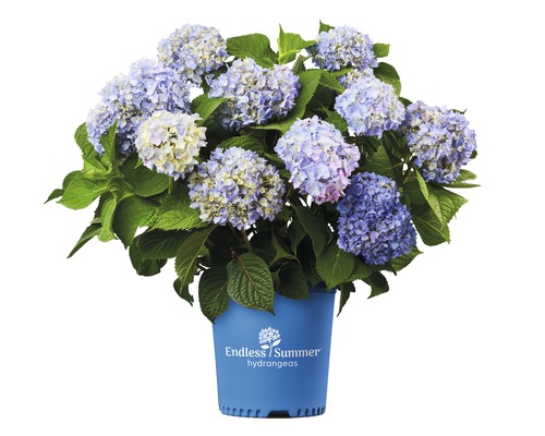 Hortensie Hydrangea macrophylla H 20-35 cm Co 5 L albastru | HORNBACH