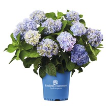 Hortensie Hydrangea macrophylla H 20-35 cm Co 5 L albastru