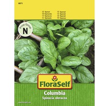 FloraSelf semințe de spanac Columbia-thumb-0