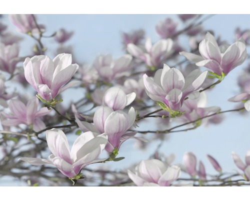 Fototapet hârtie Magnolia 368x254 cm